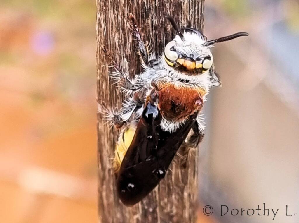 Yellow Hairy Flower Wasp (Radumeris radula)