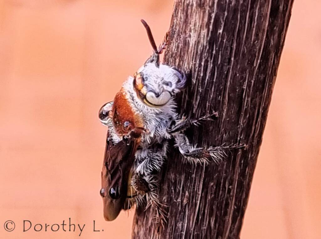 Yellow Hairy Flower Wasp (Radumeris radula)