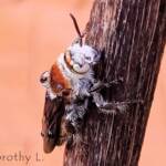Yellow Hairy Flower Wasp (Radumeris radula)