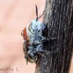 Yellow Hairy Flower Wasp (Radumeris radula)