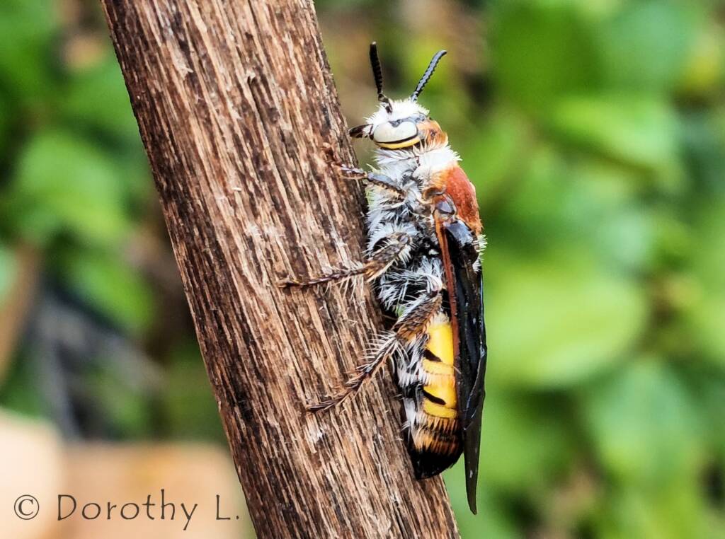 Yellow Hairy Flower Wasp (Radumeris radula)