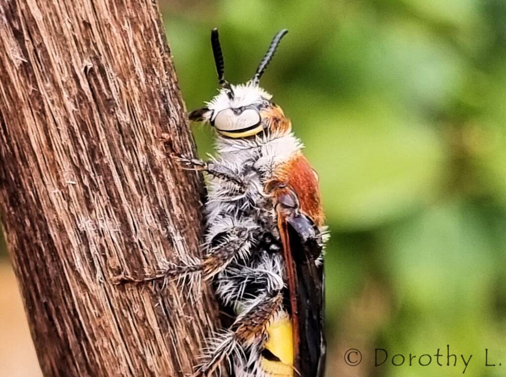 Yellow Hairy Flower Wasp (Radumeris radula)