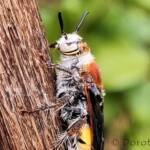 Yellow Hairy Flower Wasp (Radumeris radula)