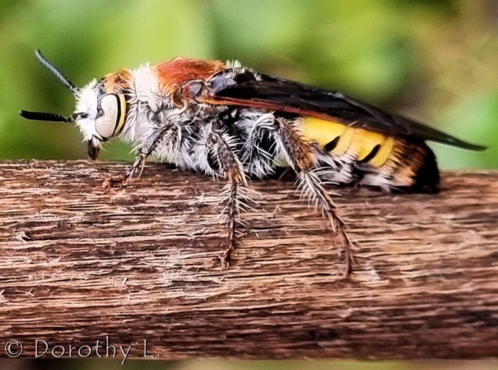 Yellow Hairy Flower Wasp (Radumeris radula)