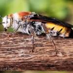 Yellow Hairy Flower Wasp (Radumeris radula)