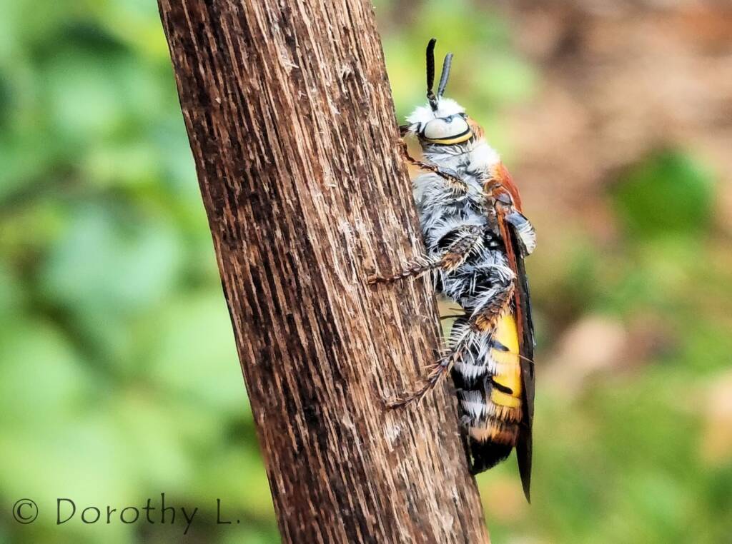 Yellow Hairy Flower Wasp (Radumeris radula)
