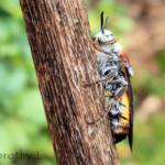Yellow Hairy Flower Wasp (Radumeris radula)