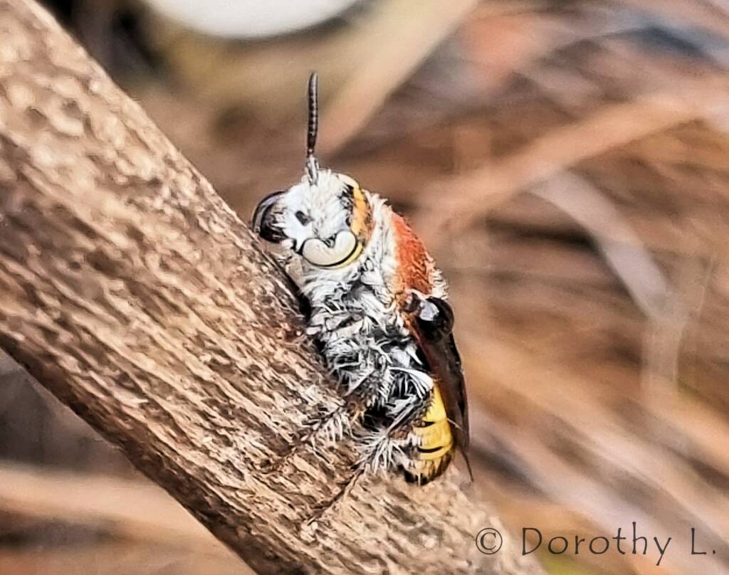 Yellow Hairy Flower Wasp (Radumeris radula)