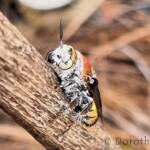 Yellow Hairy Flower Wasp (Radumeris radula)