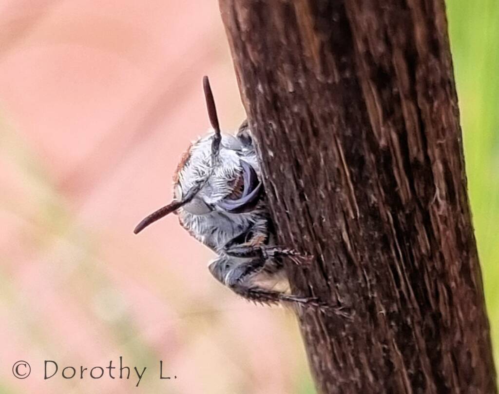 Yellow Hairy Flower Wasp (Radumeris radula)