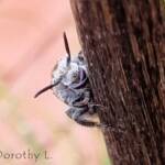 Yellow Hairy Flower Wasp (Radumeris radula)