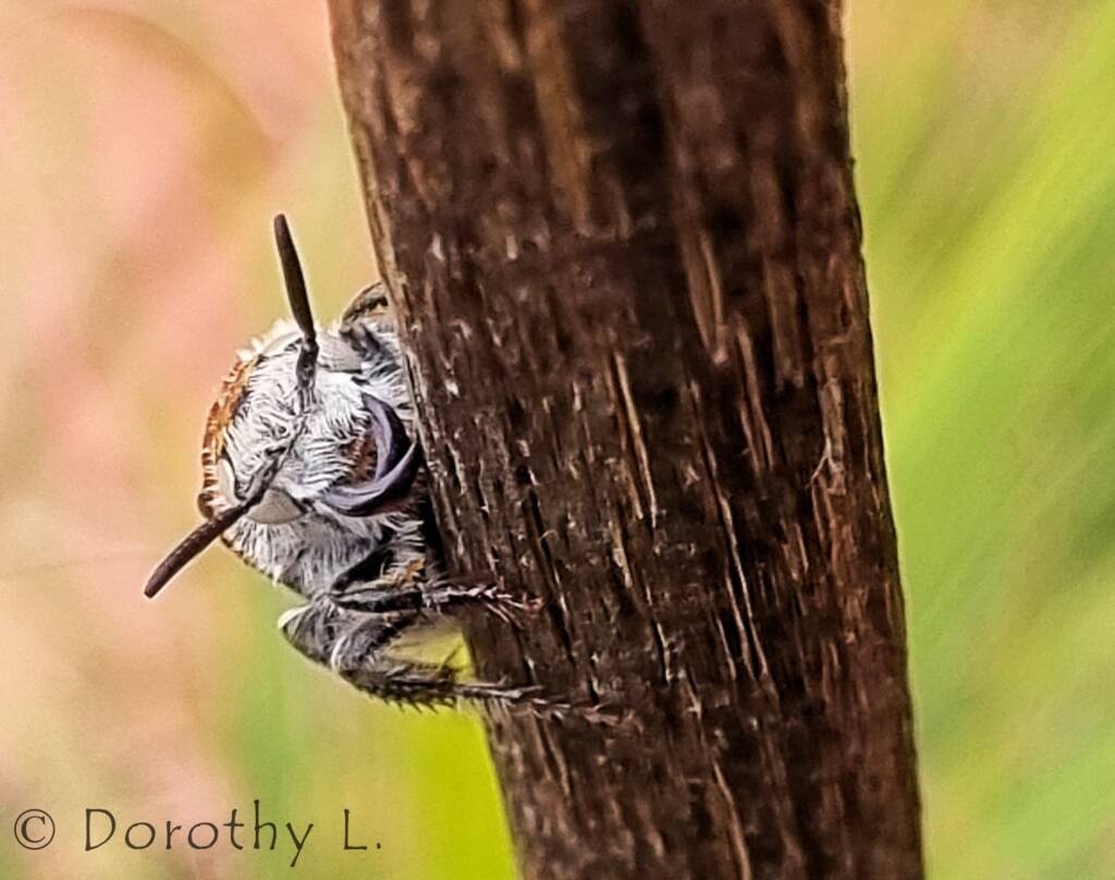Yellow Hairy Flower Wasp (Radumeris radula)
