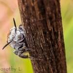 Yellow Hairy Flower Wasp (Radumeris radula)