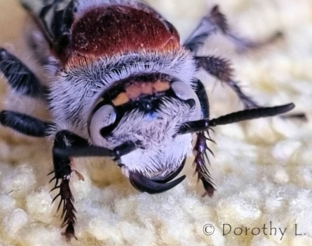 Yellow Hairy Flower Wasp (Radumeris radula)