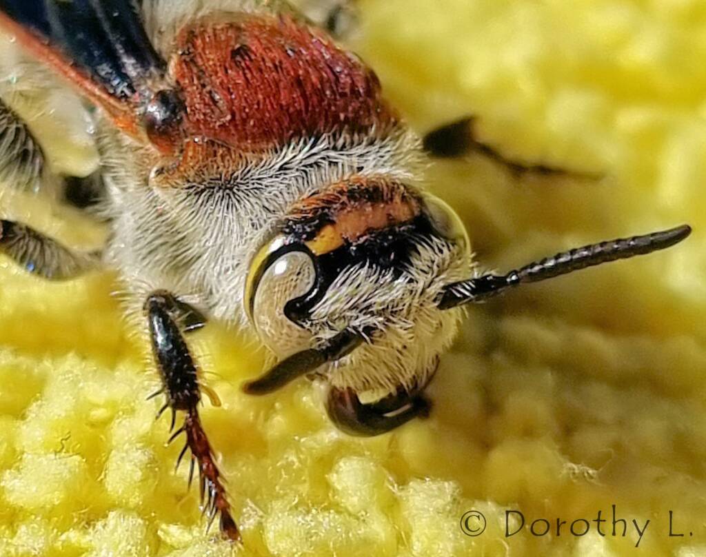 Yellow Hairy Flower Wasp (Radumeris radula)