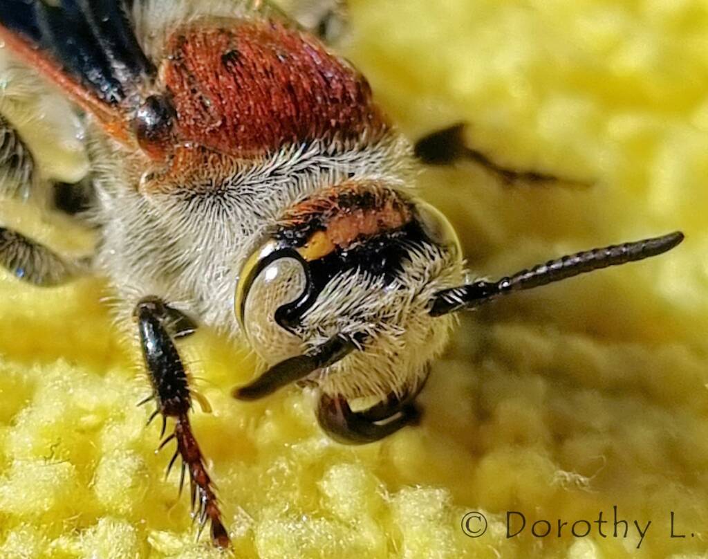 Yellow Hairy Flower Wasp (Radumeris radula)