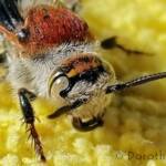 Yellow Hairy Flower Wasp (Radumeris radula)