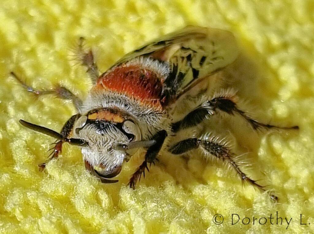 Yellow Hairy Flower Wasp (Radumeris radula)