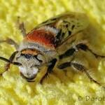 Yellow Hairy Flower Wasp (Radumeris radula)