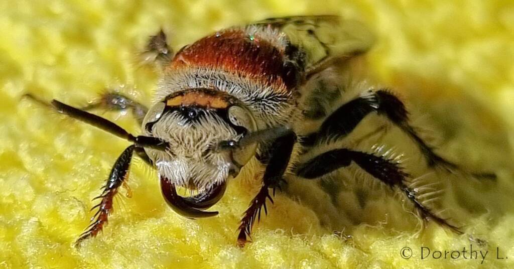 Yellow Hairy Flower Wasp (Radumeris radula)