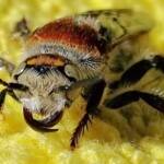 Yellow Hairy Flower Wasp (Radumeris radula)