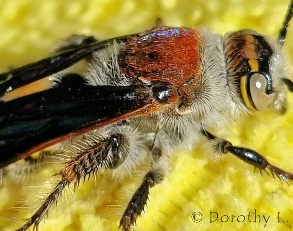 Yellow Hairy Flower Wasp (Radumeris radula)