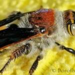 Yellow Hairy Flower Wasp (Radumeris radula)