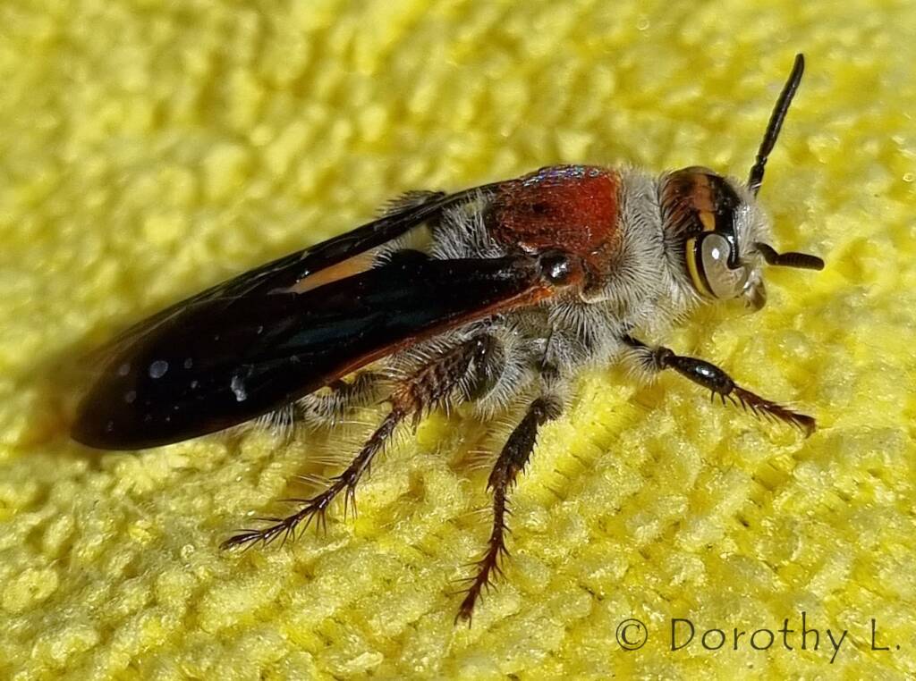 Yellow Hairy Flower Wasp (Radumeris radula)