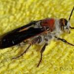 Yellow Hairy Flower Wasp (Radumeris radula)