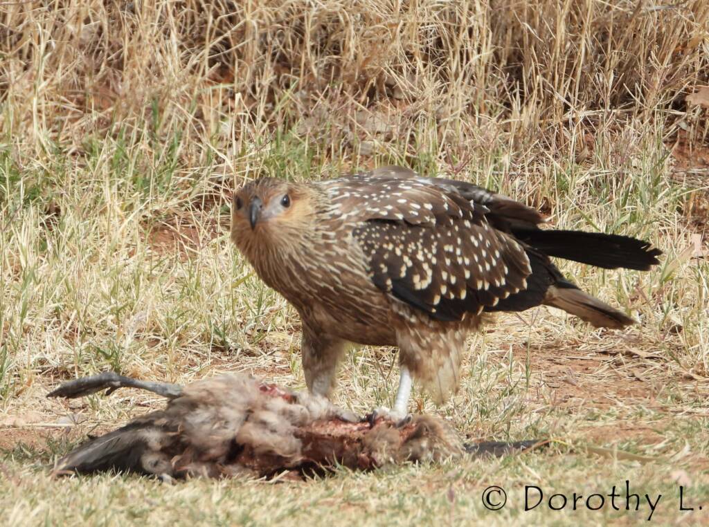 Juvenile Whistling Kite (Haliastur sphenurus) by Dorothy Latimer