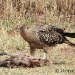 Juvenile Whistling Kite (Haliastur sphenurus) by Dorothy Latimer