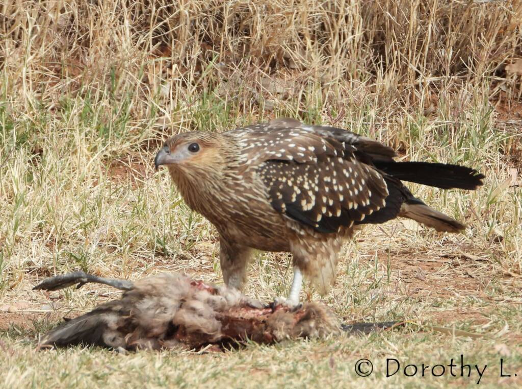 Juvenile Whistling Kite (Haliastur sphenurus) by Dorothy Latimer