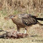 Juvenile Whistling Kite (Haliastur sphenurus) by Dorothy Latimer
