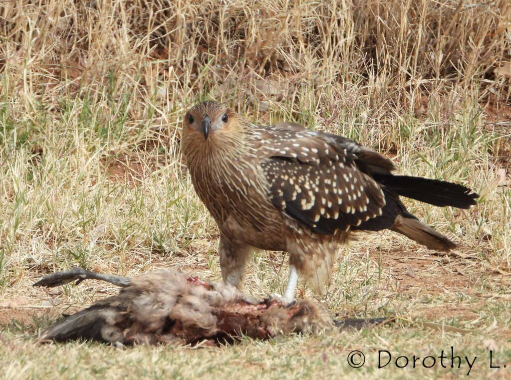 Juvenile Whistling Kite (Haliastur sphenurus) by Dorothy Latimer