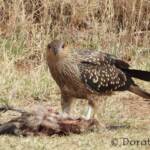 Juvenile Whistling Kite (Haliastur sphenurus) by Dorothy Latimer
