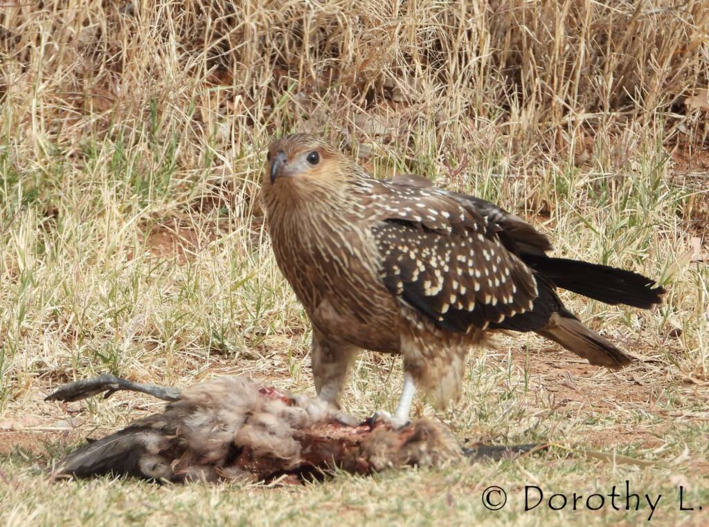 Juvenile Whistling Kite (Haliastur sphenurus) by Dorothy Latimer