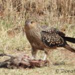 Juvenile Whistling Kite (Haliastur sphenurus) by Dorothy Latimer