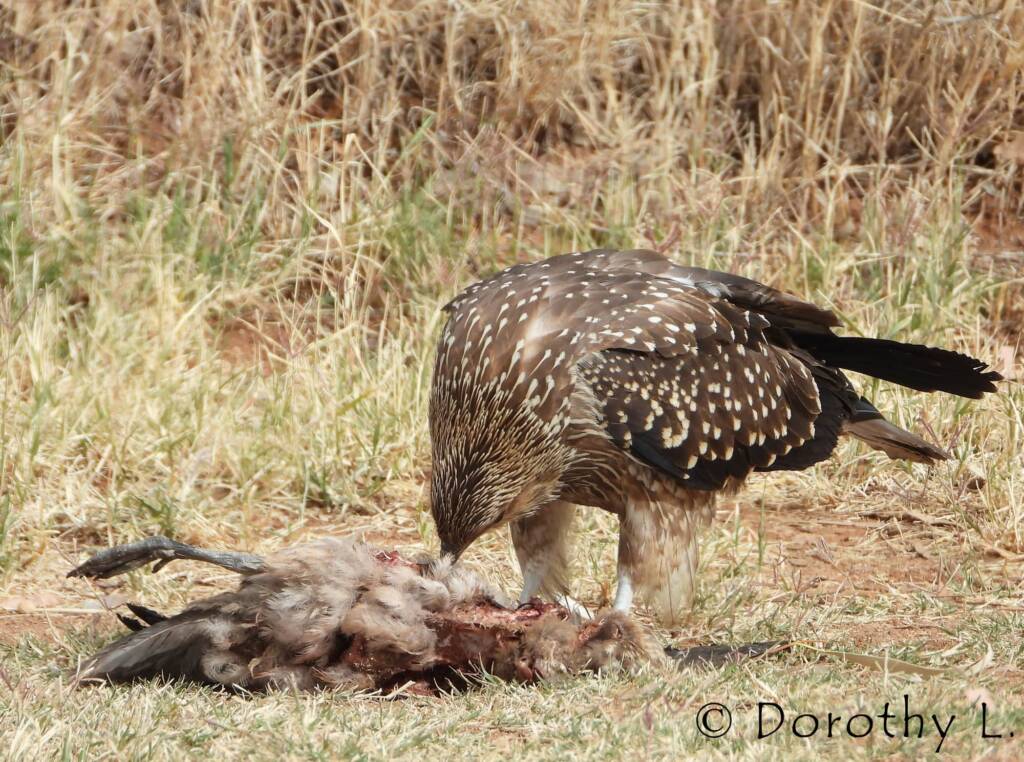 Juvenile Whistling Kite (Haliastur sphenurus) by Dorothy Latimer