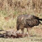 Juvenile Whistling Kite (Haliastur sphenurus) by Dorothy Latimer