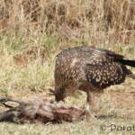Juvenile Whistling Kite (Haliastur sphenurus) by Dorothy Latimer