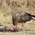 Juvenile Whistling Kite (Haliastur sphenurus) by Dorothy Latimer
