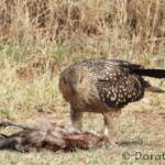 Juvenile Whistling Kite (Haliastur sphenurus) by Dorothy Latimer