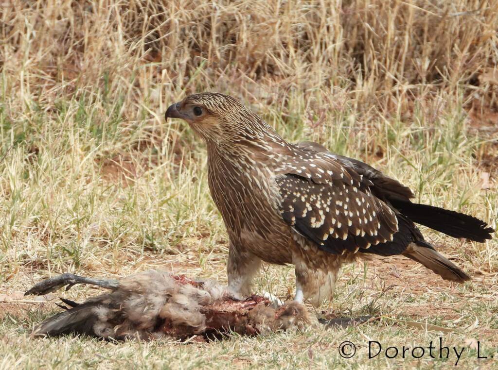 Juvenile Whistling Kite (Haliastur sphenurus) by Dorothy Latimer