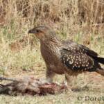 Juvenile Whistling Kite (Haliastur sphenurus) by Dorothy Latimer