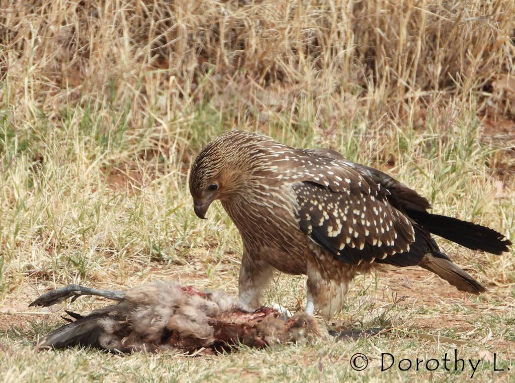 Juvenile Whistling Kite (Haliastur sphenurus) by Dorothy Latimer