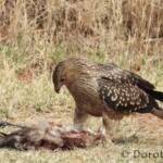 Juvenile Whistling Kite (Haliastur sphenurus) by Dorothy Latimer