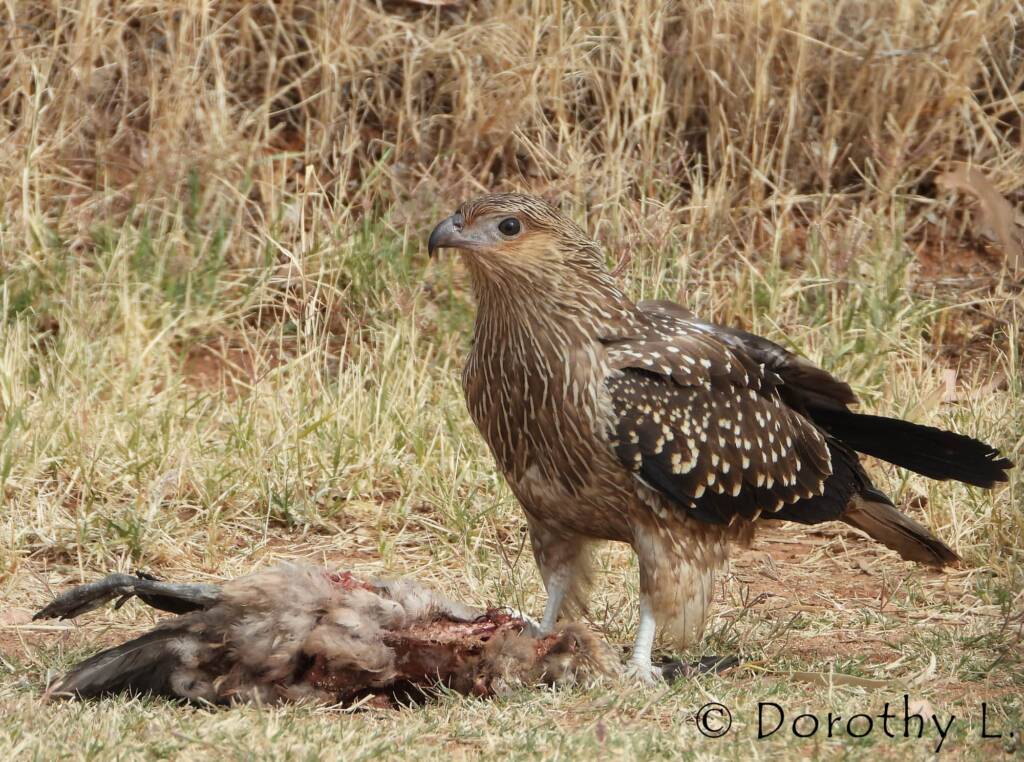 Juvenile Whistling Kite (Haliastur sphenurus) by Dorothy Latimer