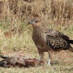 Juvenile Whistling Kite (Haliastur sphenurus) by Dorothy Latimer