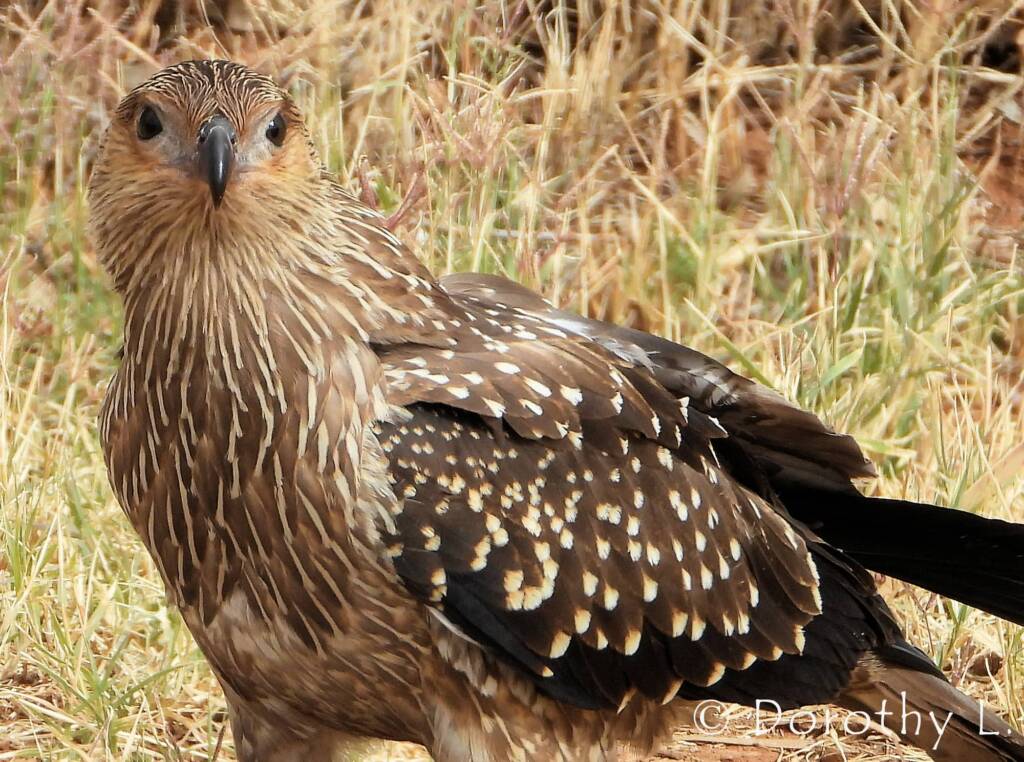 Juvenile Whistling Kite (Haliastur sphenurus) by Dorothy Latimer