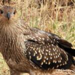 Juvenile Whistling Kite (Haliastur sphenurus) by Dorothy Latimer